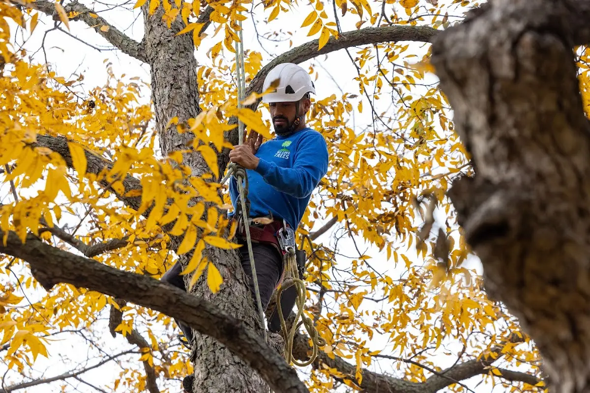 Skilled Tree Planing crew working in Fall City