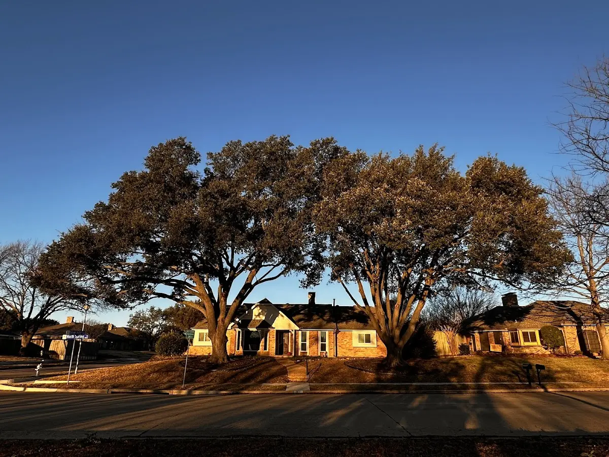 Established residential canopy tree shading a home in Fall City
